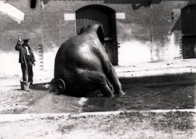 Elefant beim Baden von Frederick William Bond